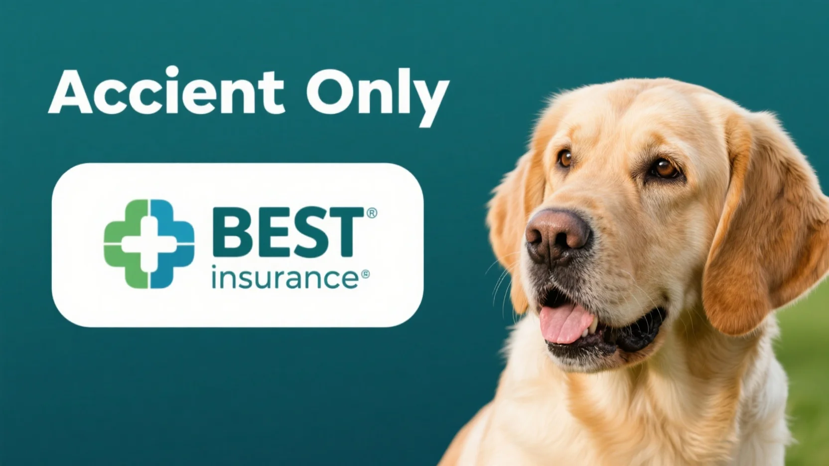 Comprehensive Guide to Pet Insurance: Dog Dental Coverage, Accident-Only Plans & More